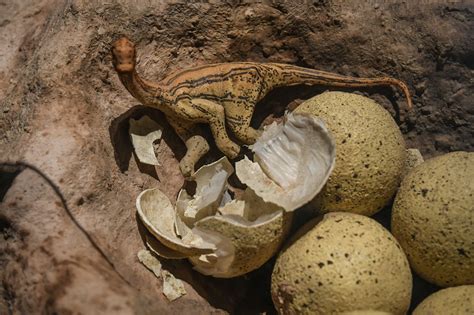 dinosaur fossil china|baby dinosaur in real life.